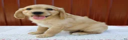 Miniature Golden Retriever dogs for sale: Gus - Ad 3