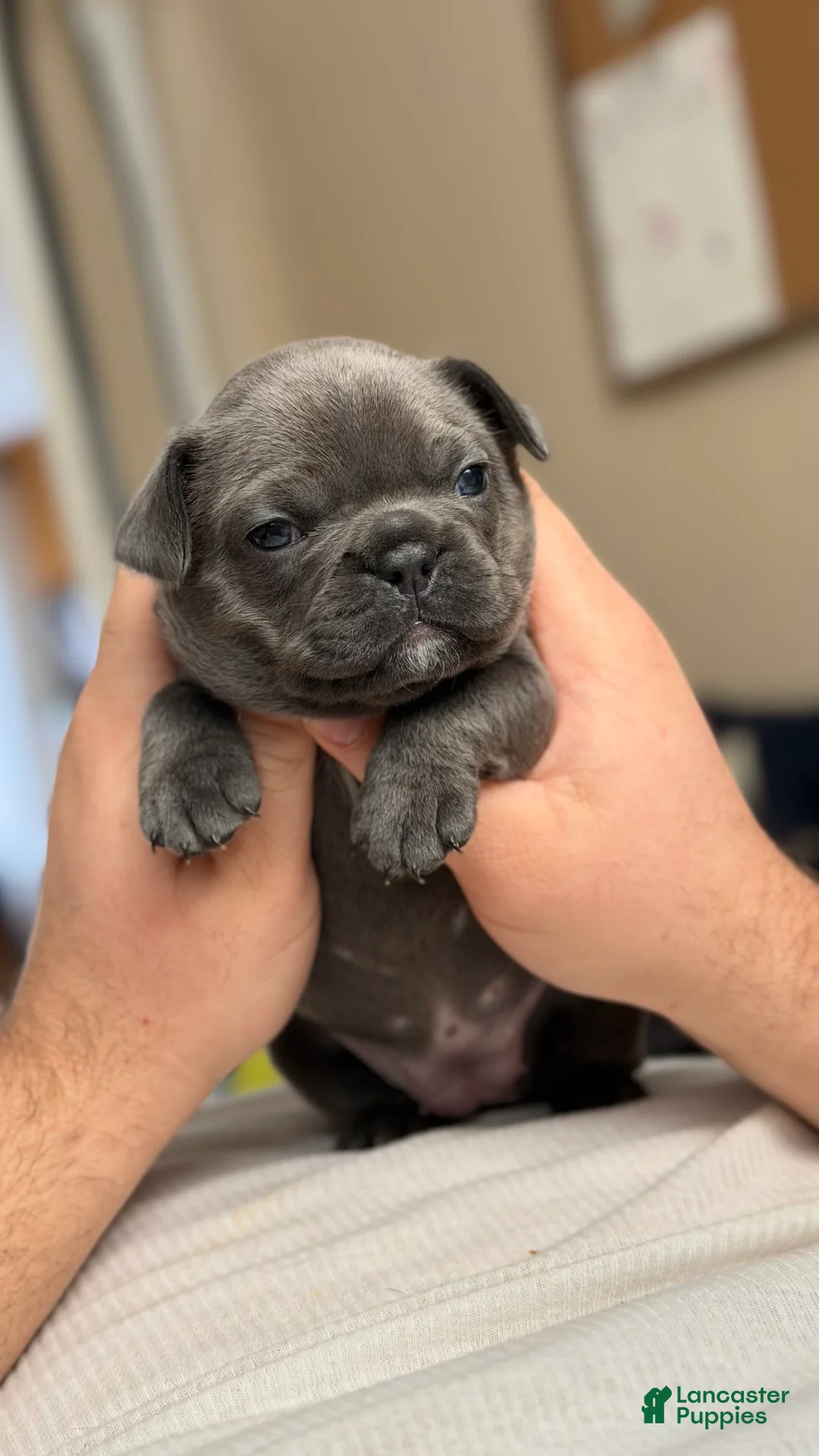 French Bulldog dogs for sale: Lola - Ad 1