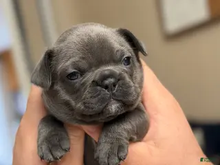 French Bulldog dogs for sale: Lola - Ad 1