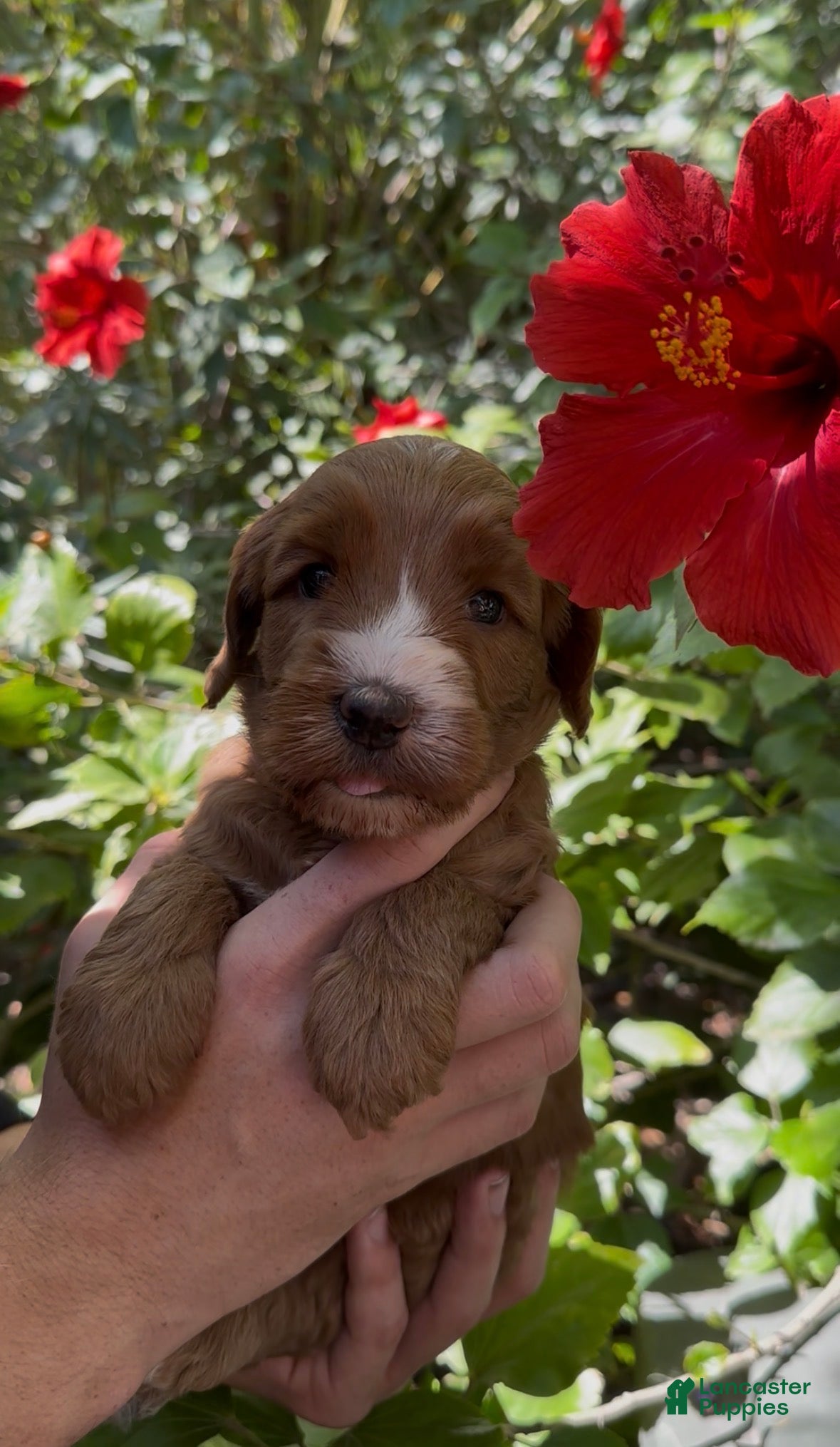 Australian Labradoodle dogs for sale: Darla - Ad 2