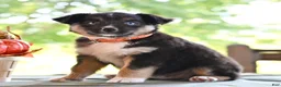 Miniature Australian Shepherd dogs for sale: Dianne  - Ad 2