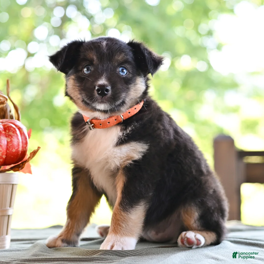 Miniature Australian Shepherd dogs for sale: Dianne  - Ad 2