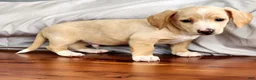 Miniature Dachshund dogs for sale: Ranger - Ad 7