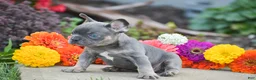 French Bulldog dogs for sale: Titan - Ad 5