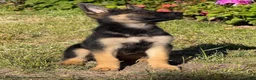 German Shepherd dogs for sale: German Shepherd 2 - Ad 2