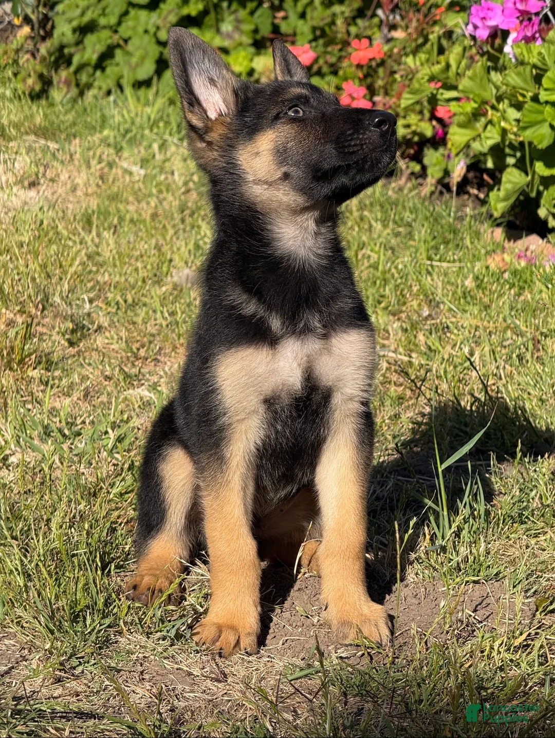 German Shepherd dogs for sale: German Shepherd 2 - Ad 2