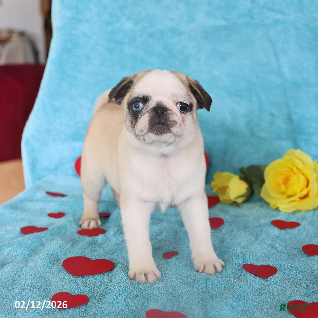 Pug dogs for sale: Greg - Ad 5