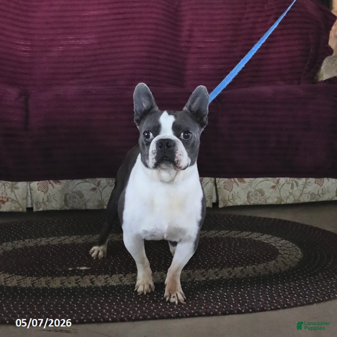 Boston Terrier dogs for sale: Rocket - Ad 3