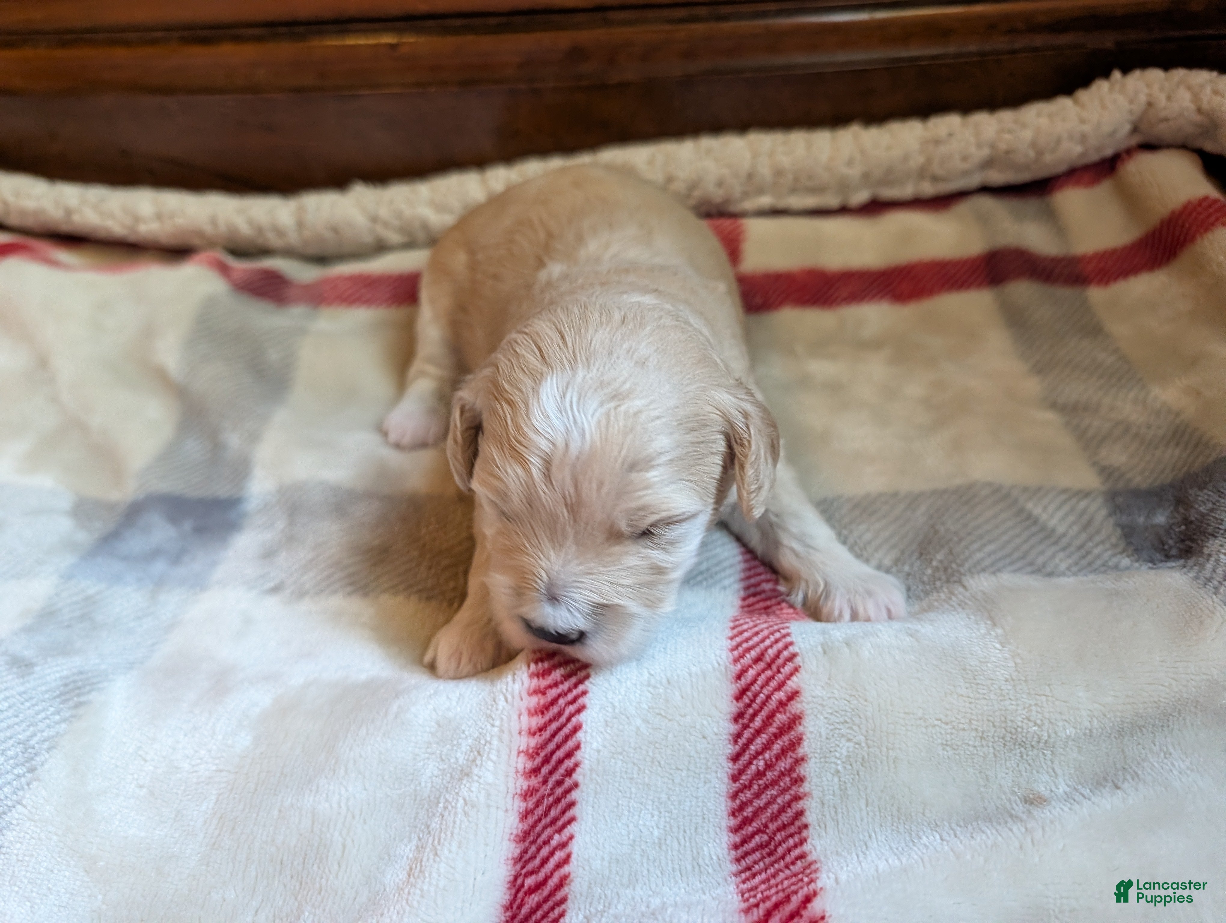 Mini Goldendoodle dogs Reggie - Ad 1