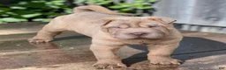 Shar Pei dogs for sale: Larry  - Ad 23