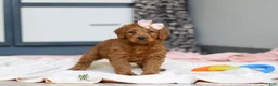 Labradoodle dogs for sale: Sandy - Ad 6