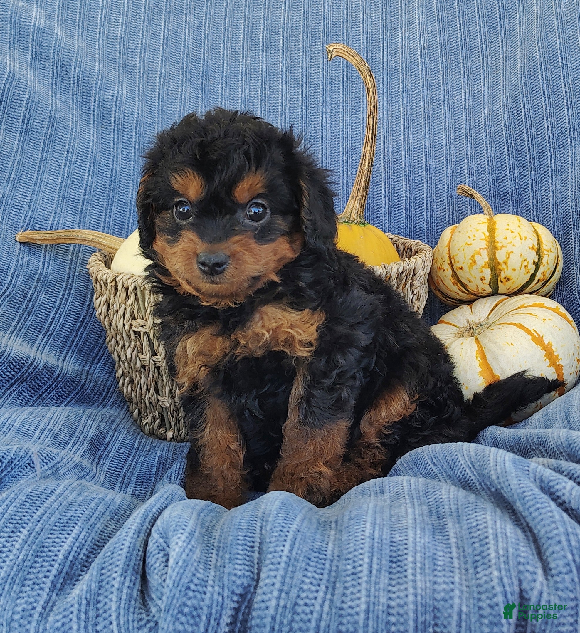 Mixed Breed dogs for sale: Snoopy  - Ad 4