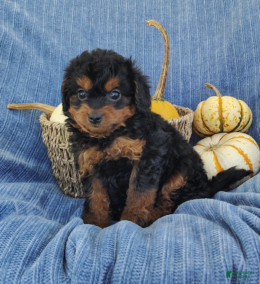 Mixed Breed dogs for sale: Snoopy  - Ad 1