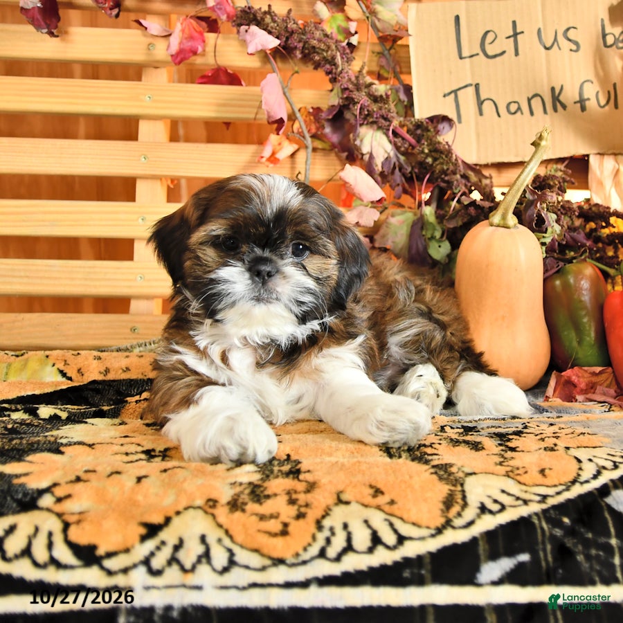 Shih Tzu dogs for sale: Dixon - Ad 2