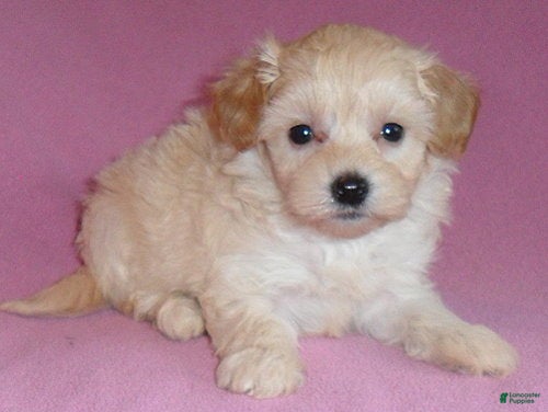 Shihpoo dogs Gidget - Ad 1
