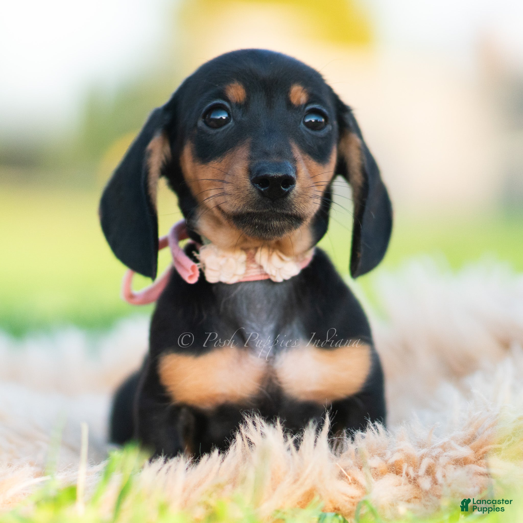 Miniature Dachshund dogs for sale: Pixiebean AKC - Ad 10