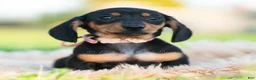 Miniature Dachshund dogs for sale: Pixiebean AKC - Ad 1