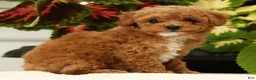 Miniature Poodle dogs for sale: Bella - Ad 4