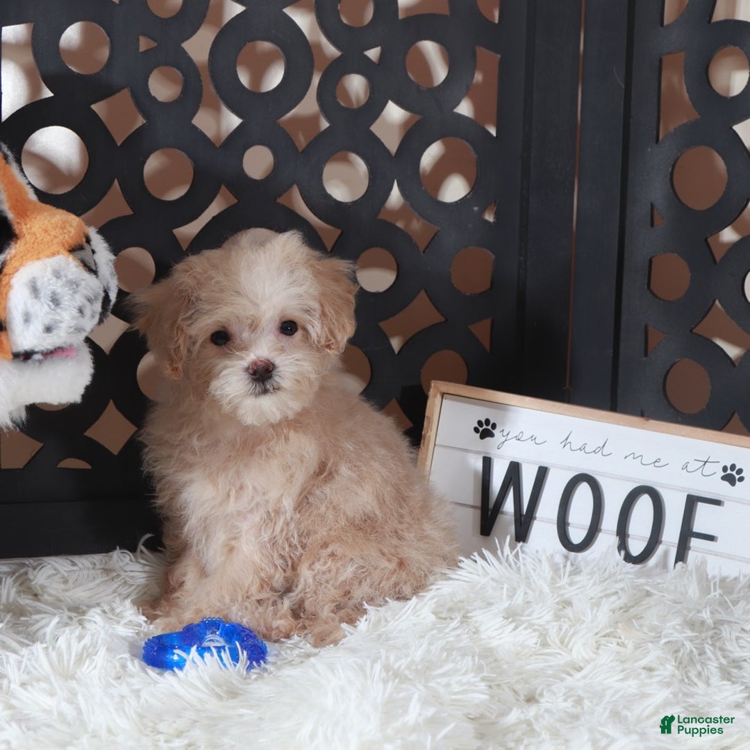 Maltipoo dogs for sale: Maltipoo Puppy Koda - Ad 3