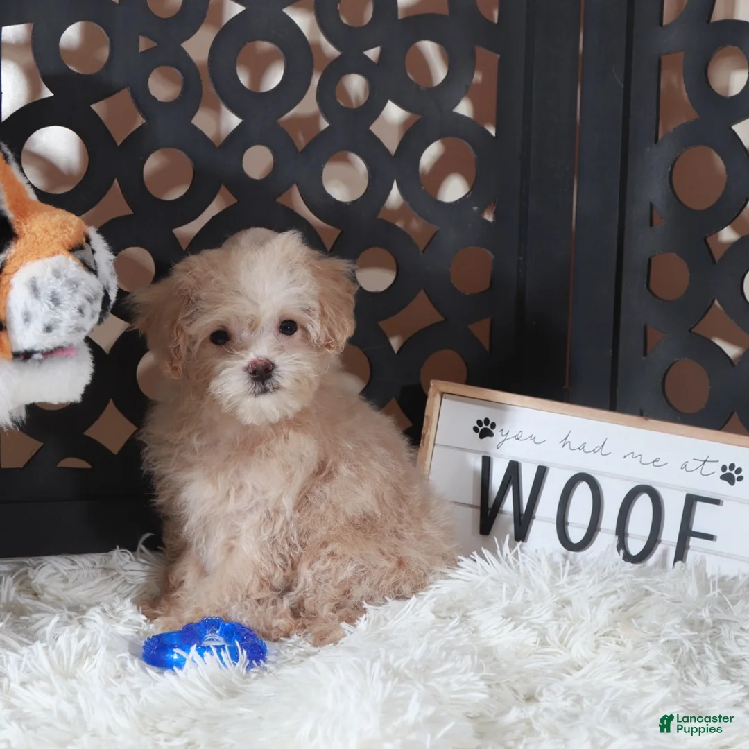 Maltipoo dogs for sale: Maltipoo Puppy Koda - Ad 3