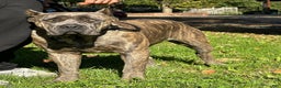 Cane Corso dogs for sale: Cane Corso Puppy 3 - Navy - Ad 3