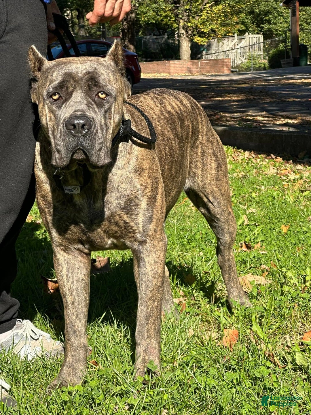 Cane Corso dogs for sale: Cane Corso Puppy 3 - Navy - Ad 3