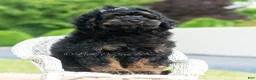 Toy Poodle dogs for sale: Duke - Ad 5