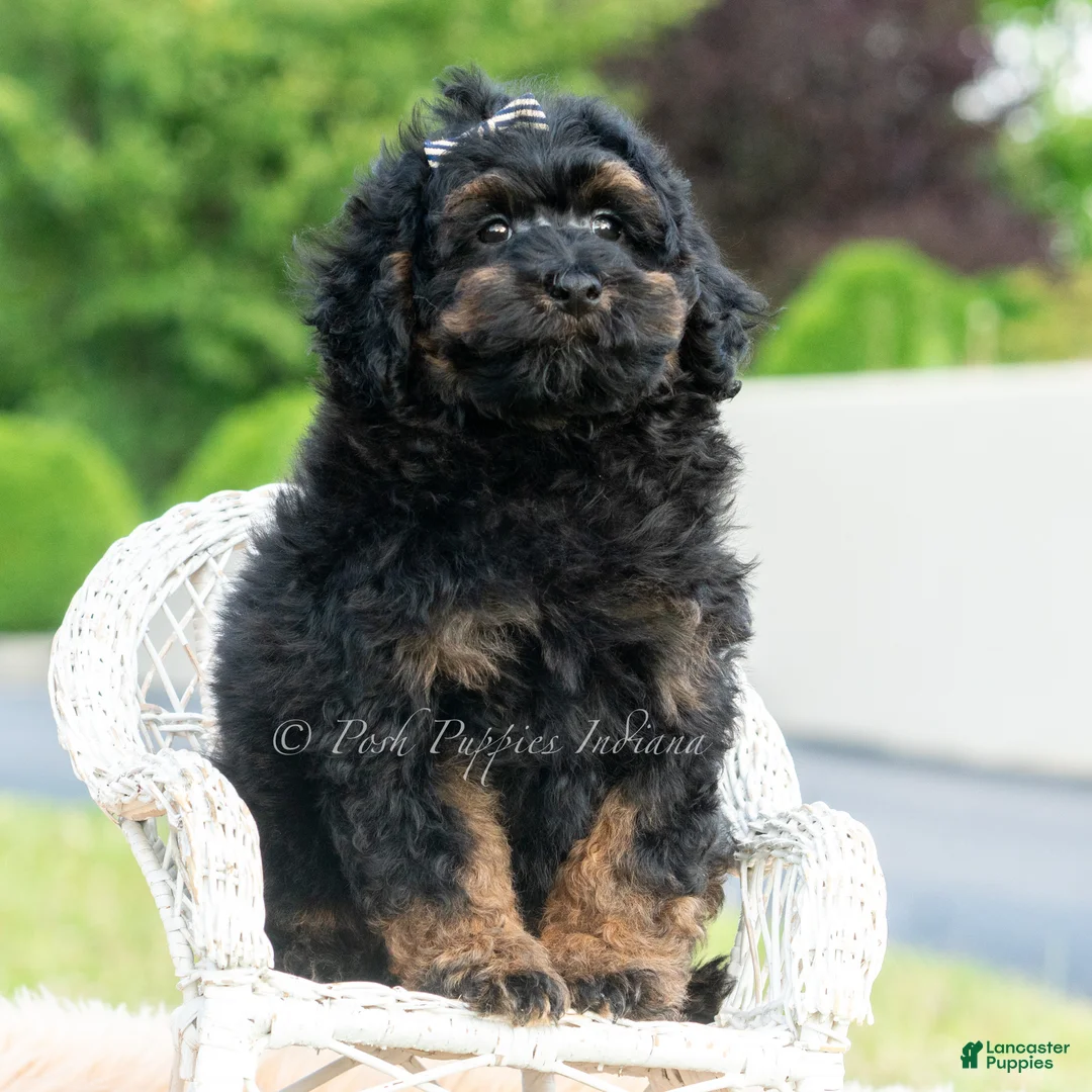 Toy Poodle dogs for sale: Duke - Ad 5