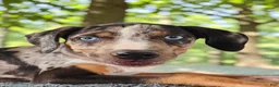 Catahoula Leopard Dog dogs for sale: Bug 2026 Male 2 - Ad 3