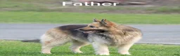German Shepherd dogs for sale: German Shepherd Puppy 3 - Ad 3
