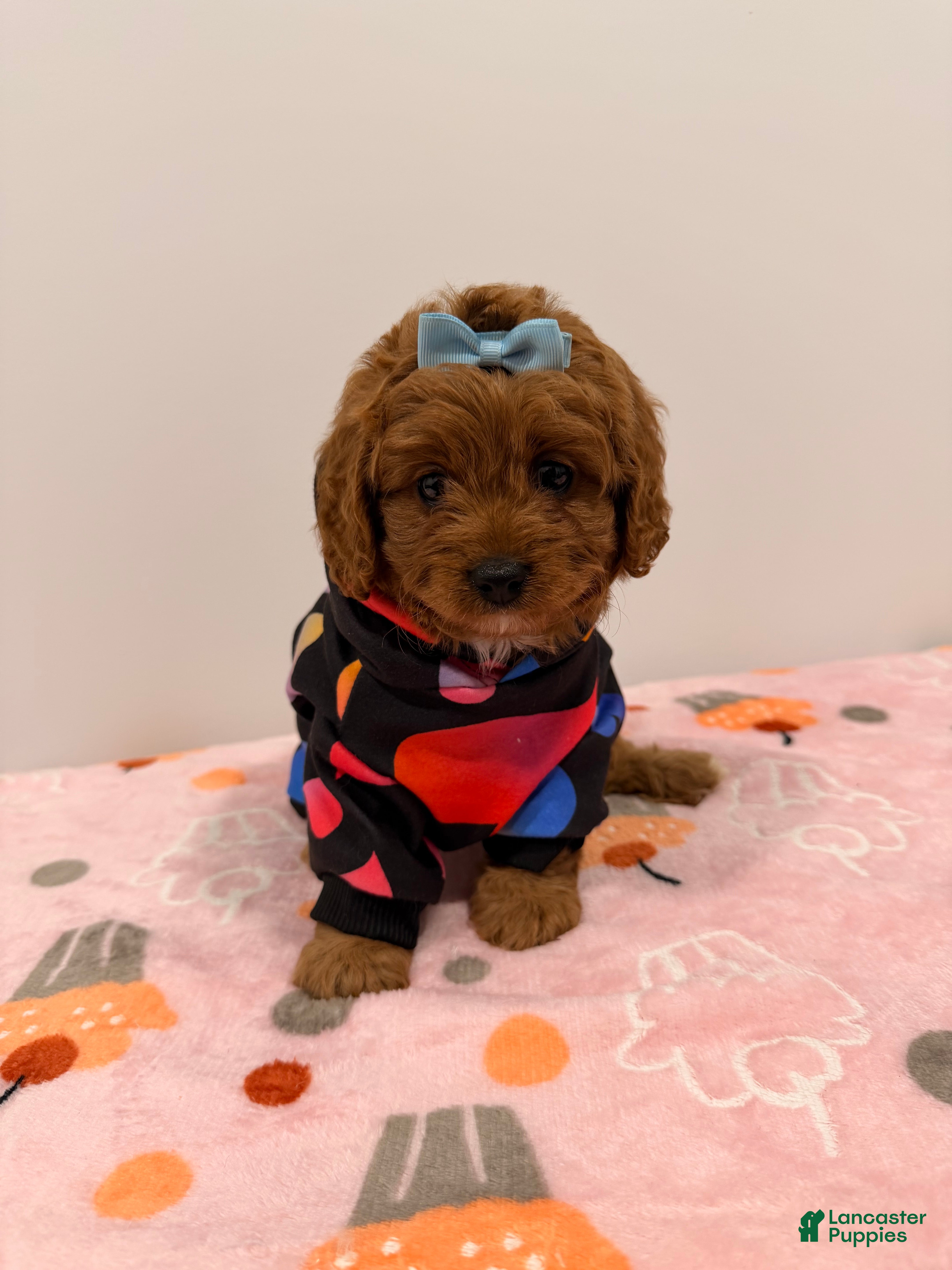 Cavapoo dogs MISS LOTTIE - Ad 1