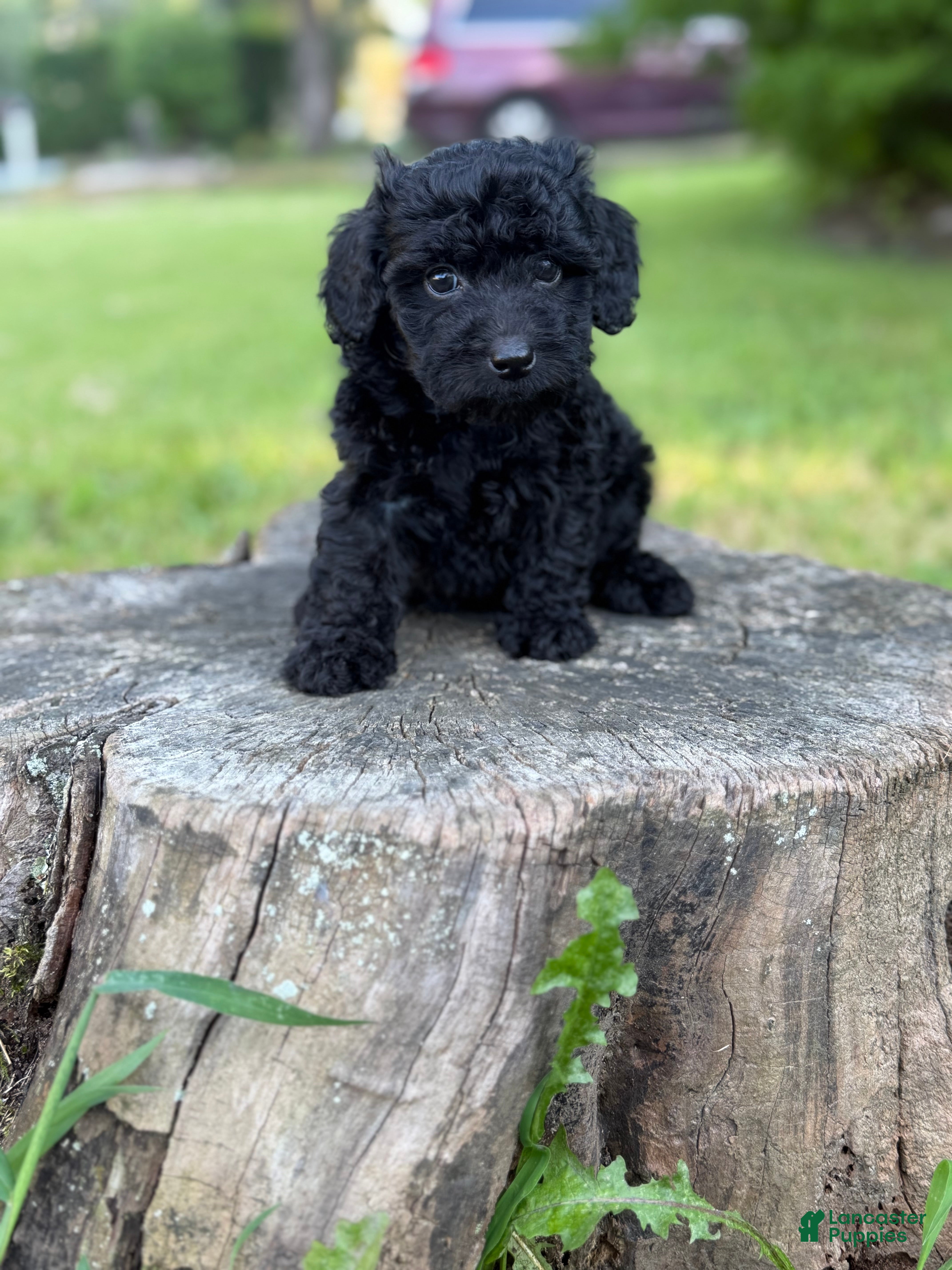 Cockapoo dogs Nora - Ad 2