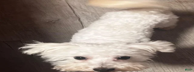 Teddy