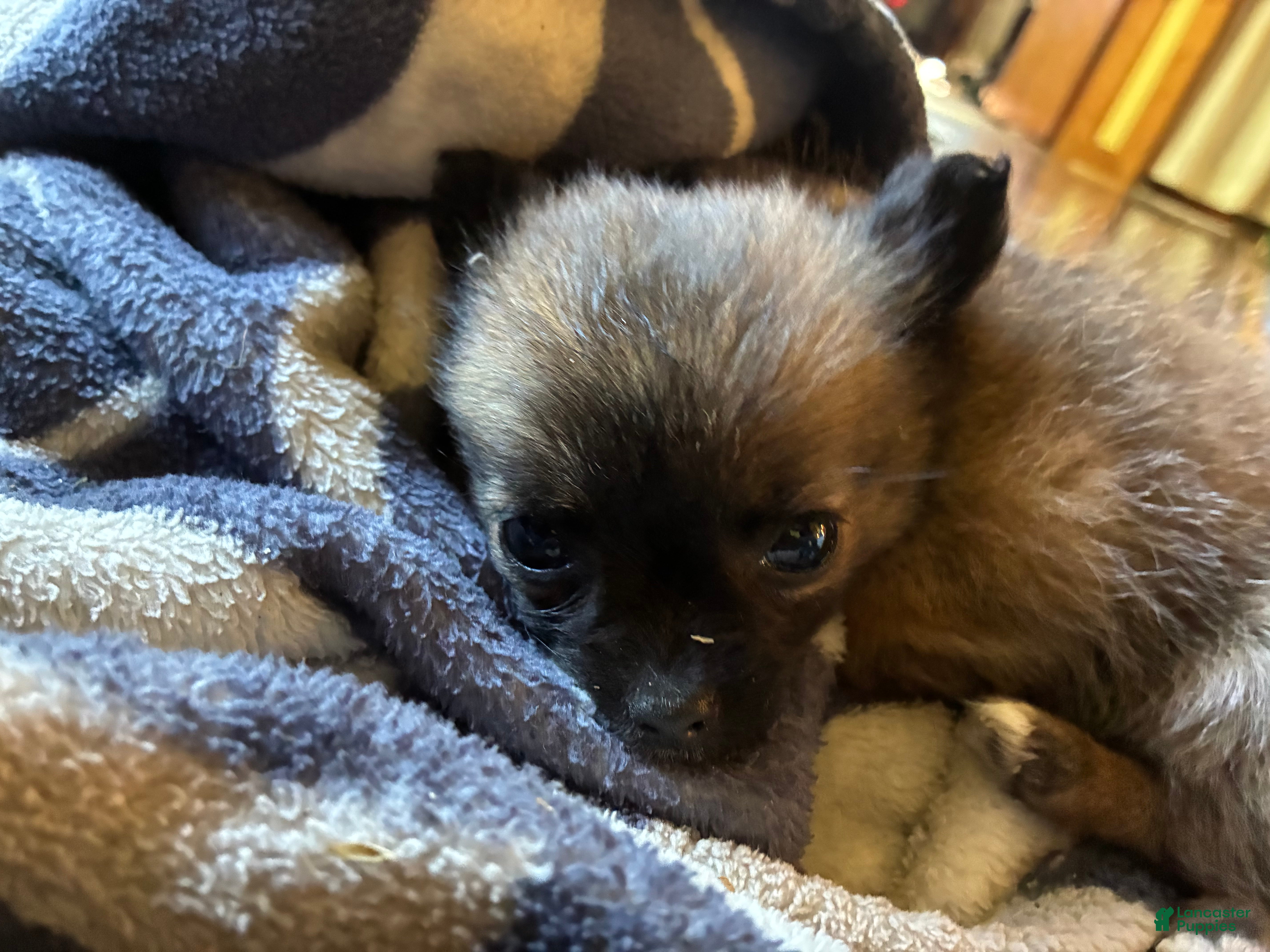 Mixed Breed dogs Lollipop - Ad 1