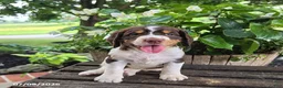 English Springer Spaniel dogs for sale: Remi - Ad 5