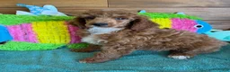 Miniature Poodle dogs for sale: Fireball - Ad 2