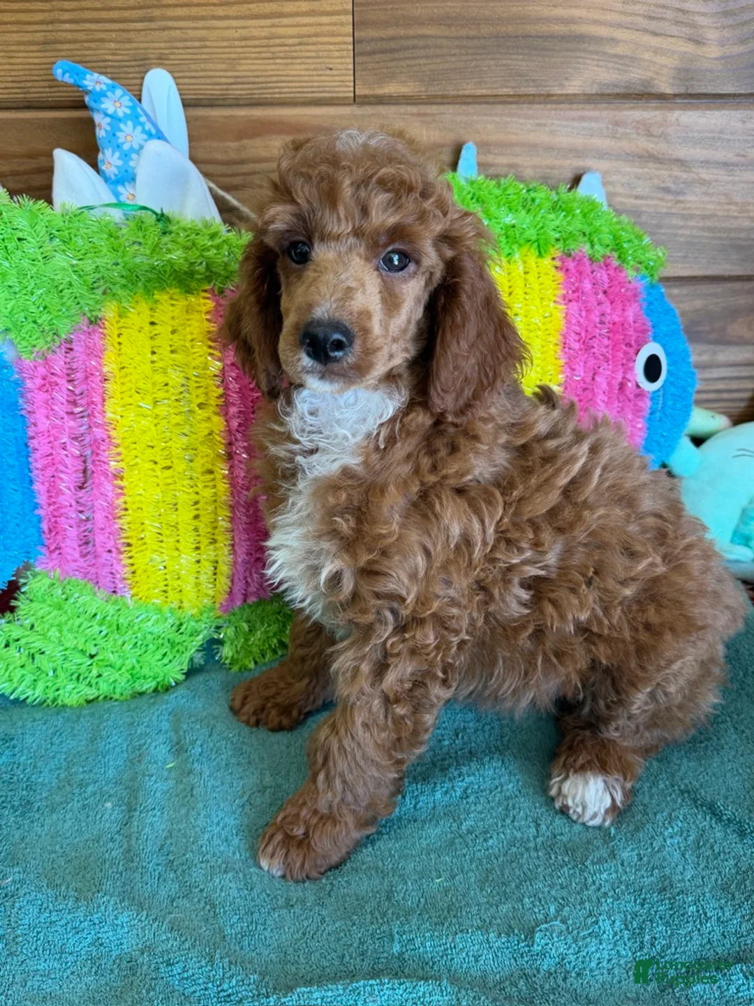 Miniature Poodle dogs for sale: Fireball - Ad 2