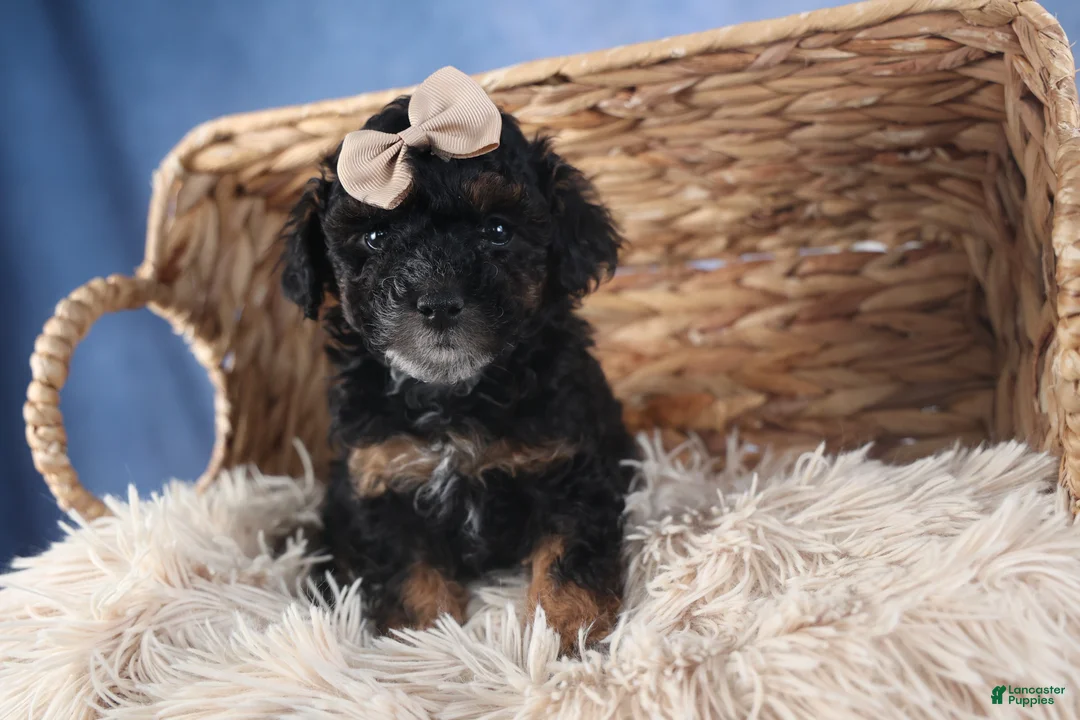 Miniature Poodle dogs for sale: Romeo - Ad 1