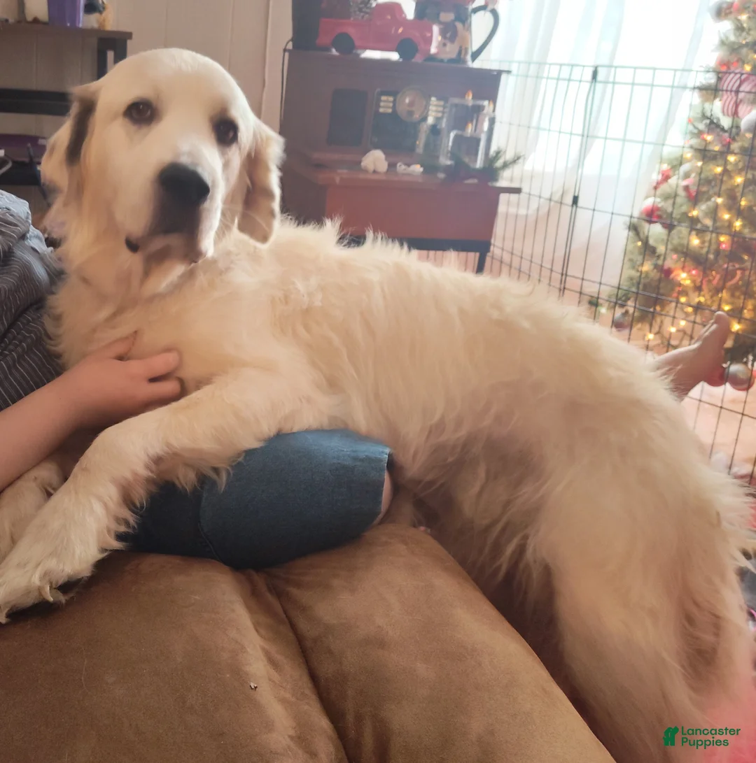 Great Pyrenees dogs for sale: Great Pyrenees Puppy 5 - Ad 2