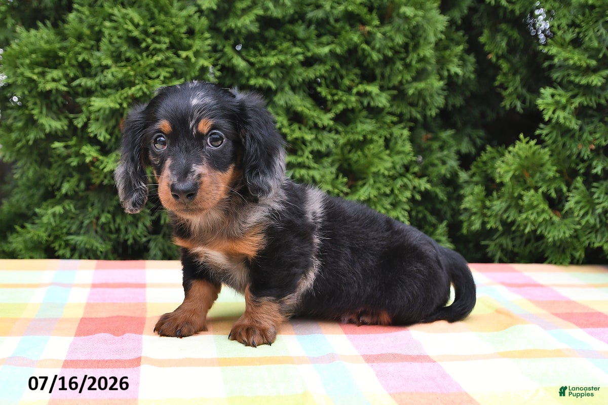 Miniature Dachshund dogs Kelsi - Ad 1