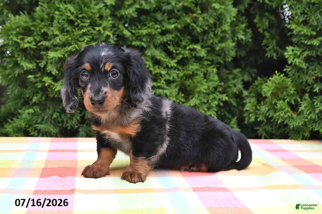 Miniature Dachshund dogs for sale: Kelsi - Ad 1