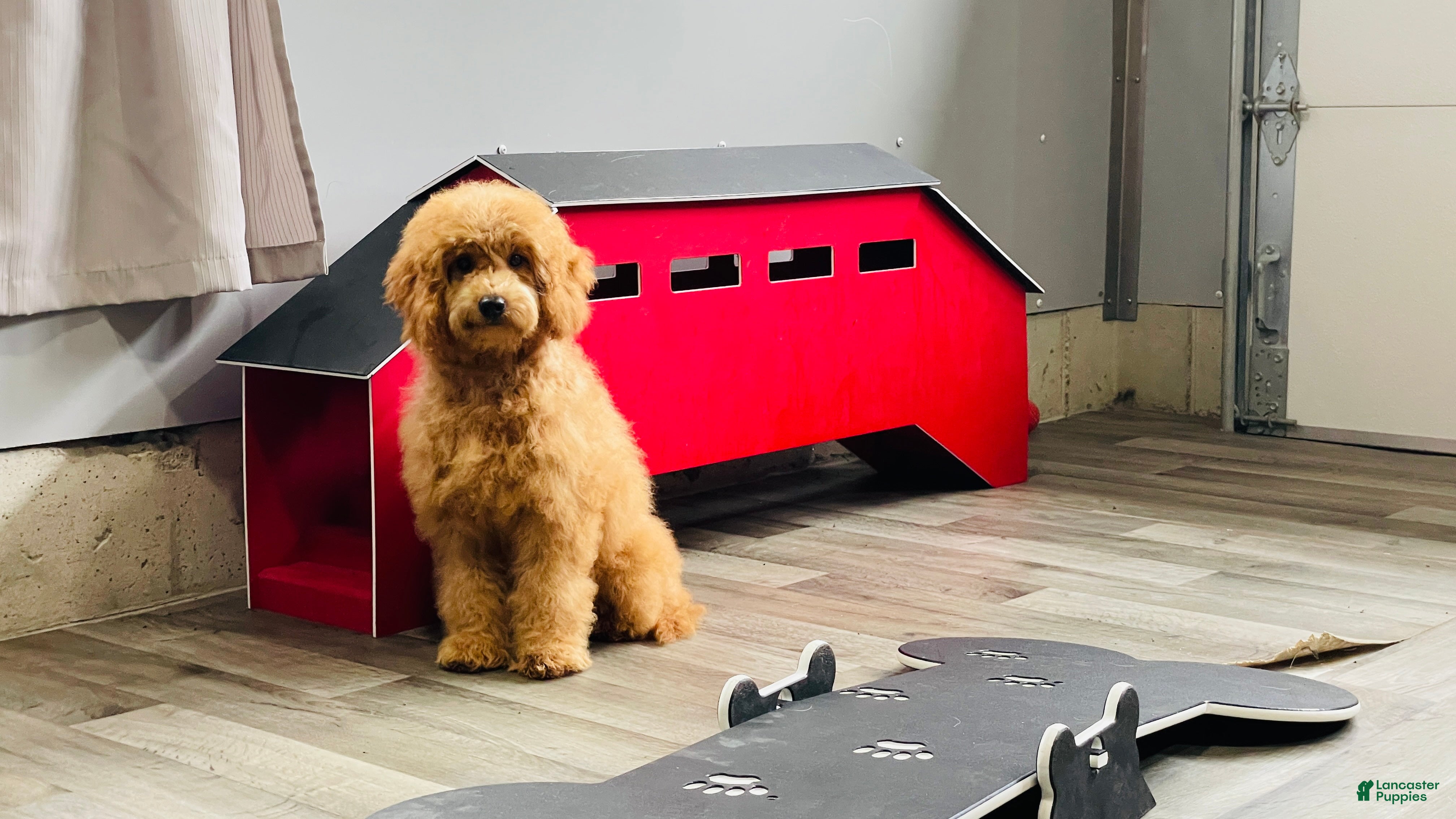 Mini Goldendoodle dogs Molly Mini Goldendoodle  - Ad 1