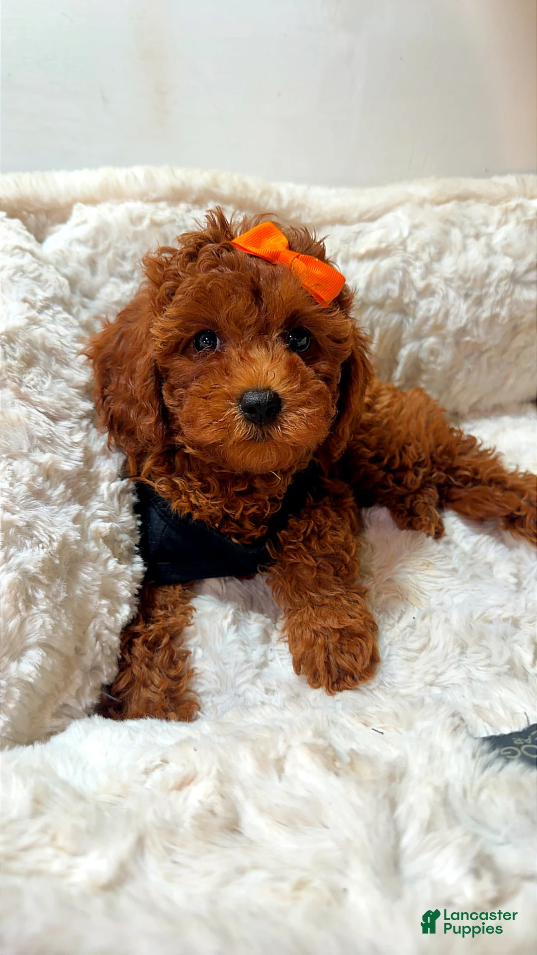 Toy Poodle dogs for sale: Pumpkin  - Ad 3