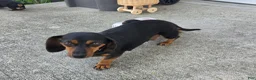 Dachshund dogs for sale: Poppy - Ad 11