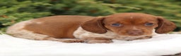 Dachshund dogs for sale: Heidi - Ad 8