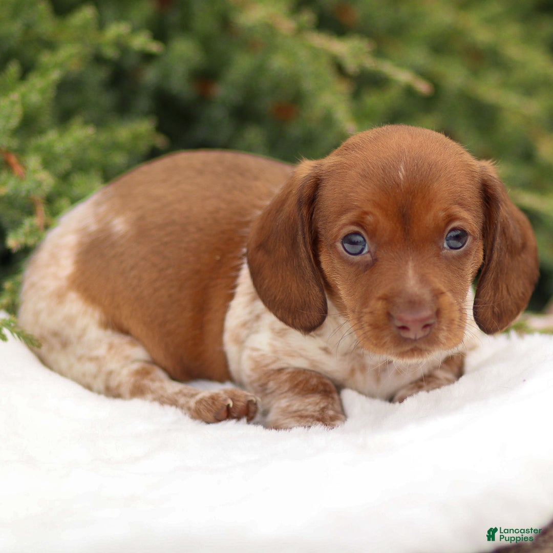 Dachshund dogs for sale: Heidi - Ad 8