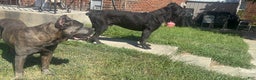 Cane Corso dogs for sale: Cane Corso Puppy 4 - Ad 11