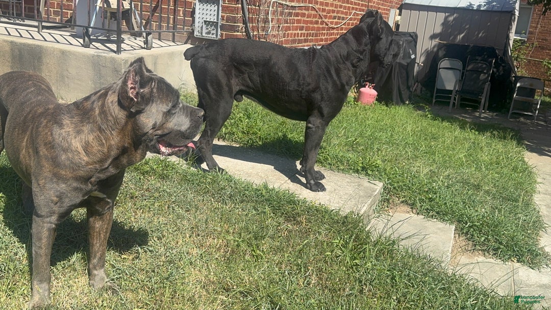Cane Corso dogs for sale: Cane Corso Puppy 4 - Ad 11