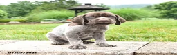 German Shorthaired Pointer dogs for sale: Harley - Ad 3