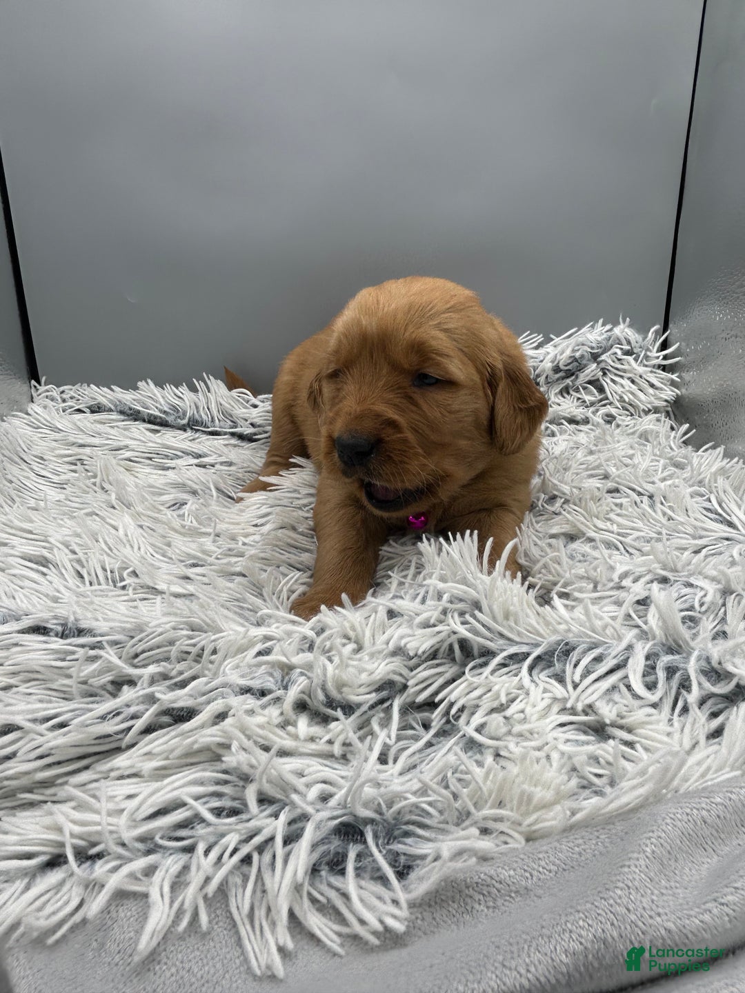 Golden Retriever dogs for sale: Golden Retriever Puppy - Stella - Ad 17